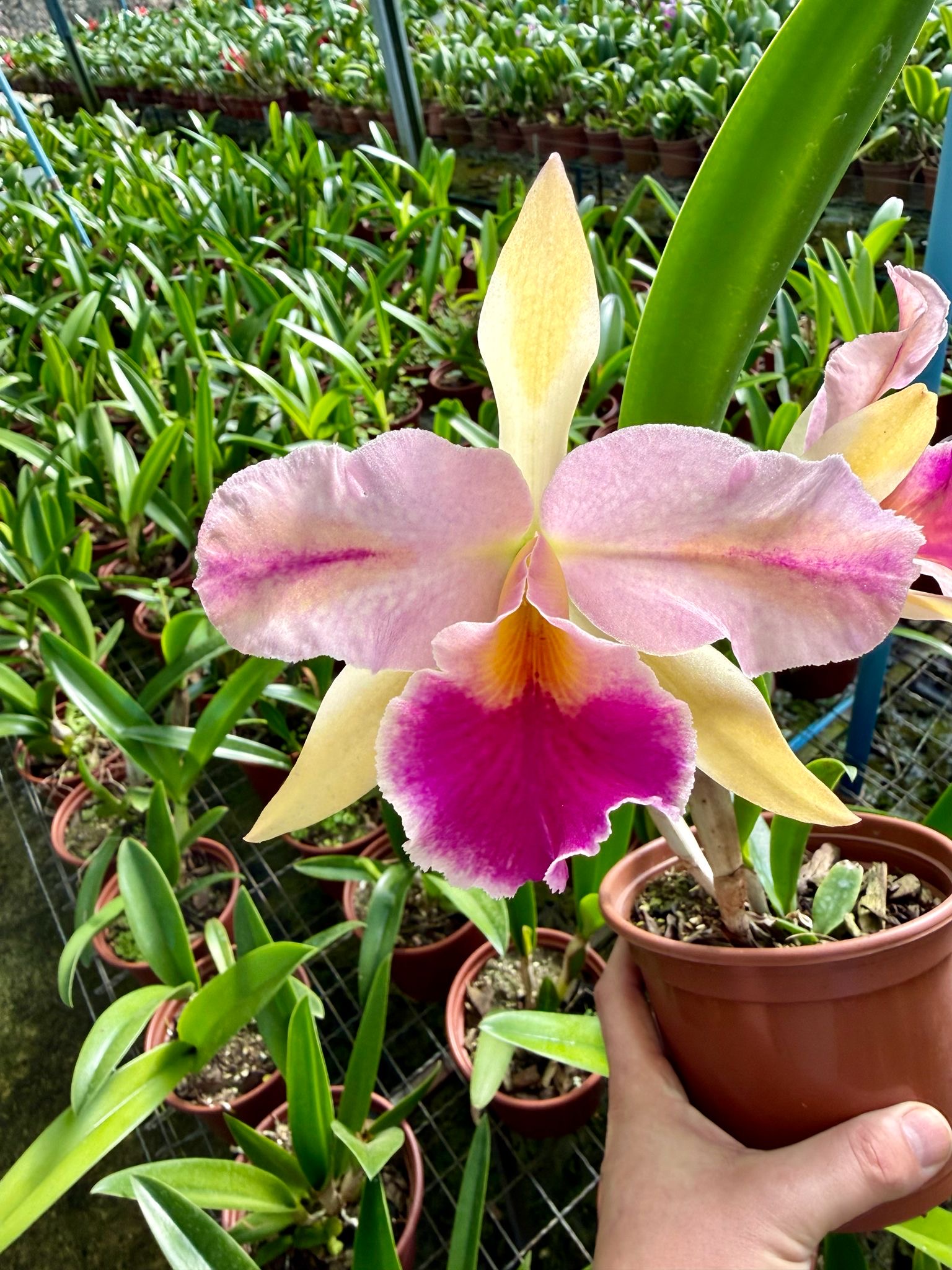 Blc. Amazing Thailand x Cattleya Maikai