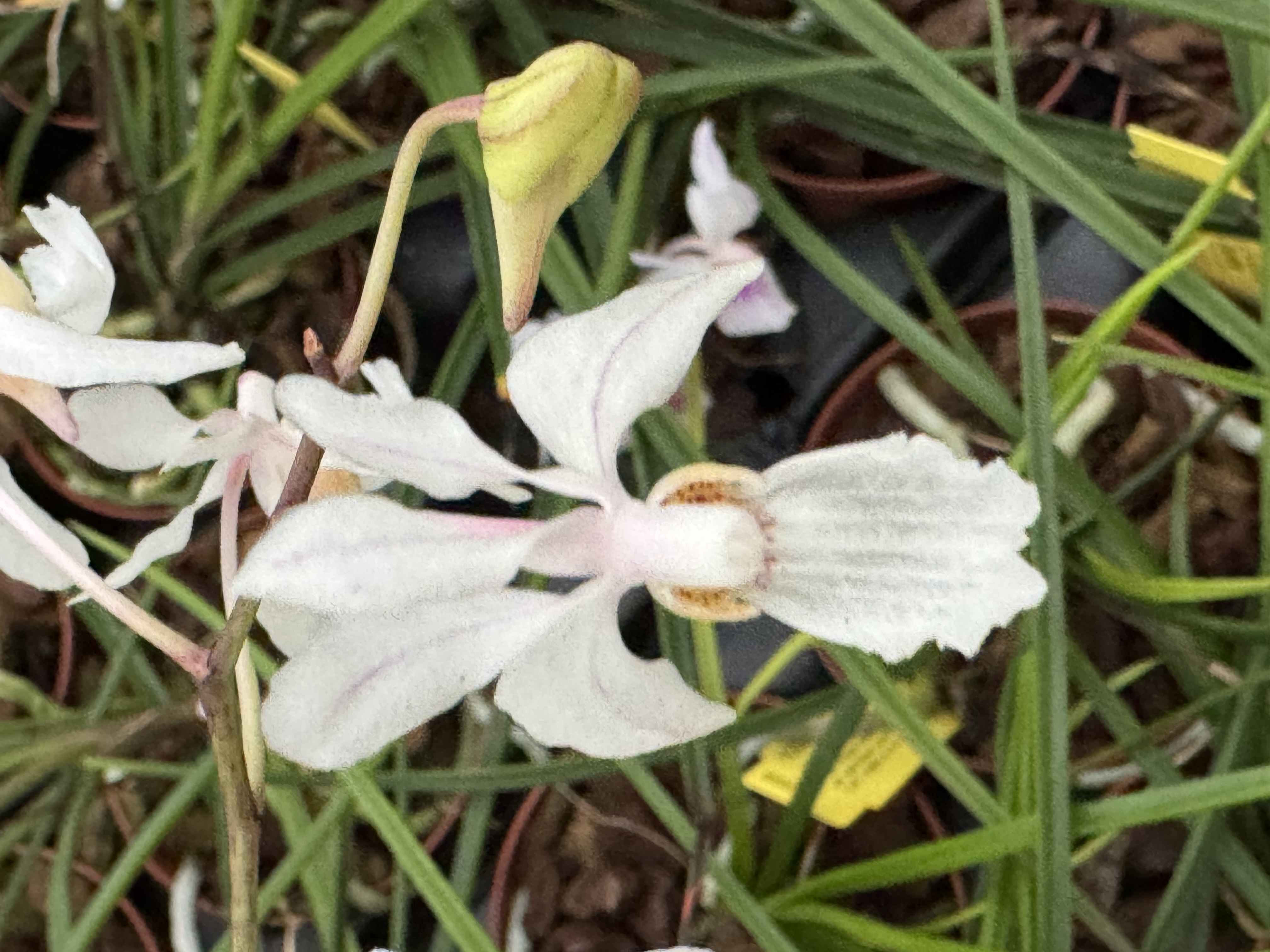 Holcoglossum lingulatum x subulifolium