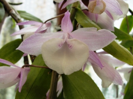 Dendrobium pierardii