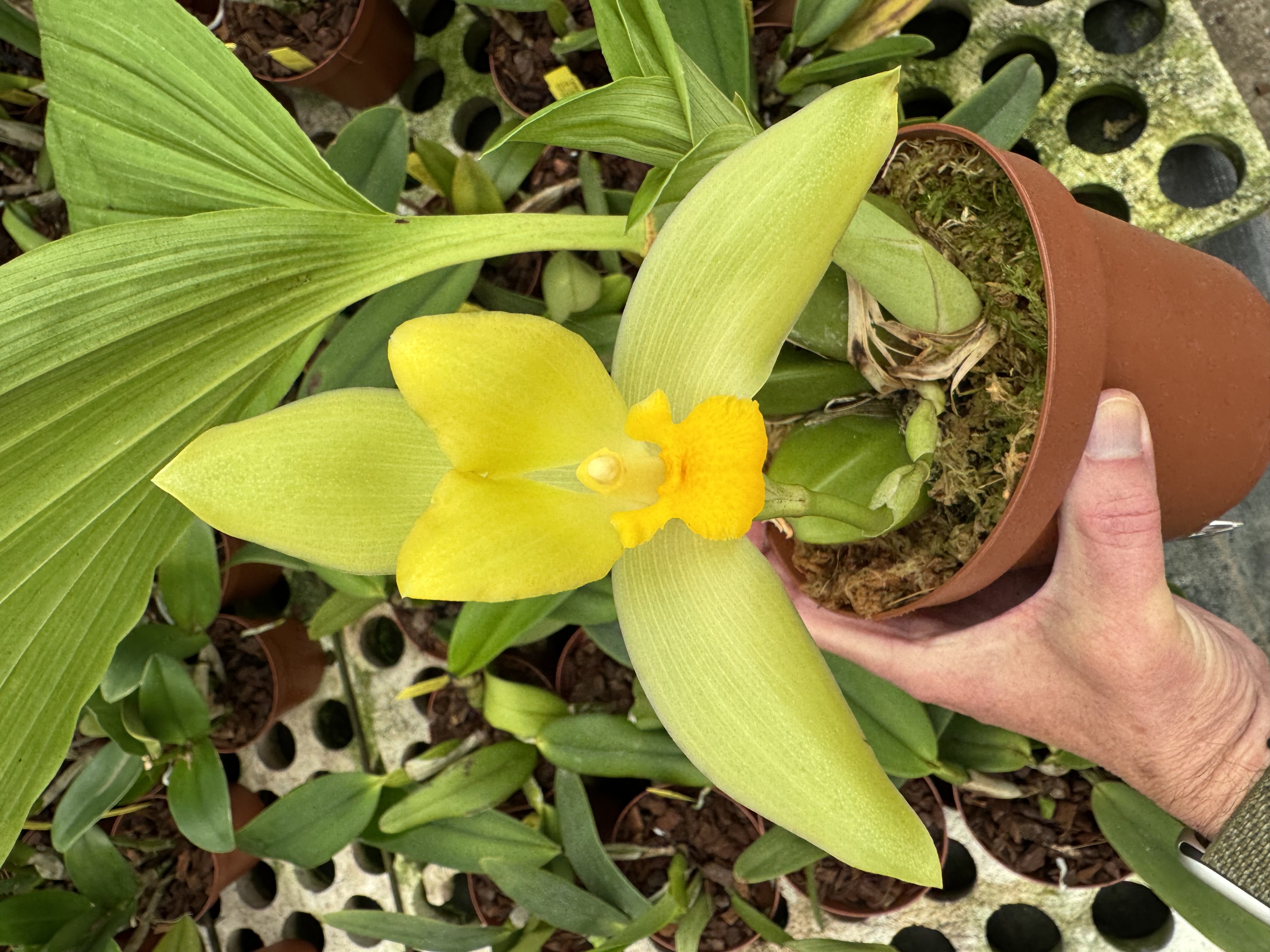 Lycaste macrophylla x Ida fimbriata