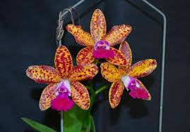 Cattleya Leopard Lou "Satay"