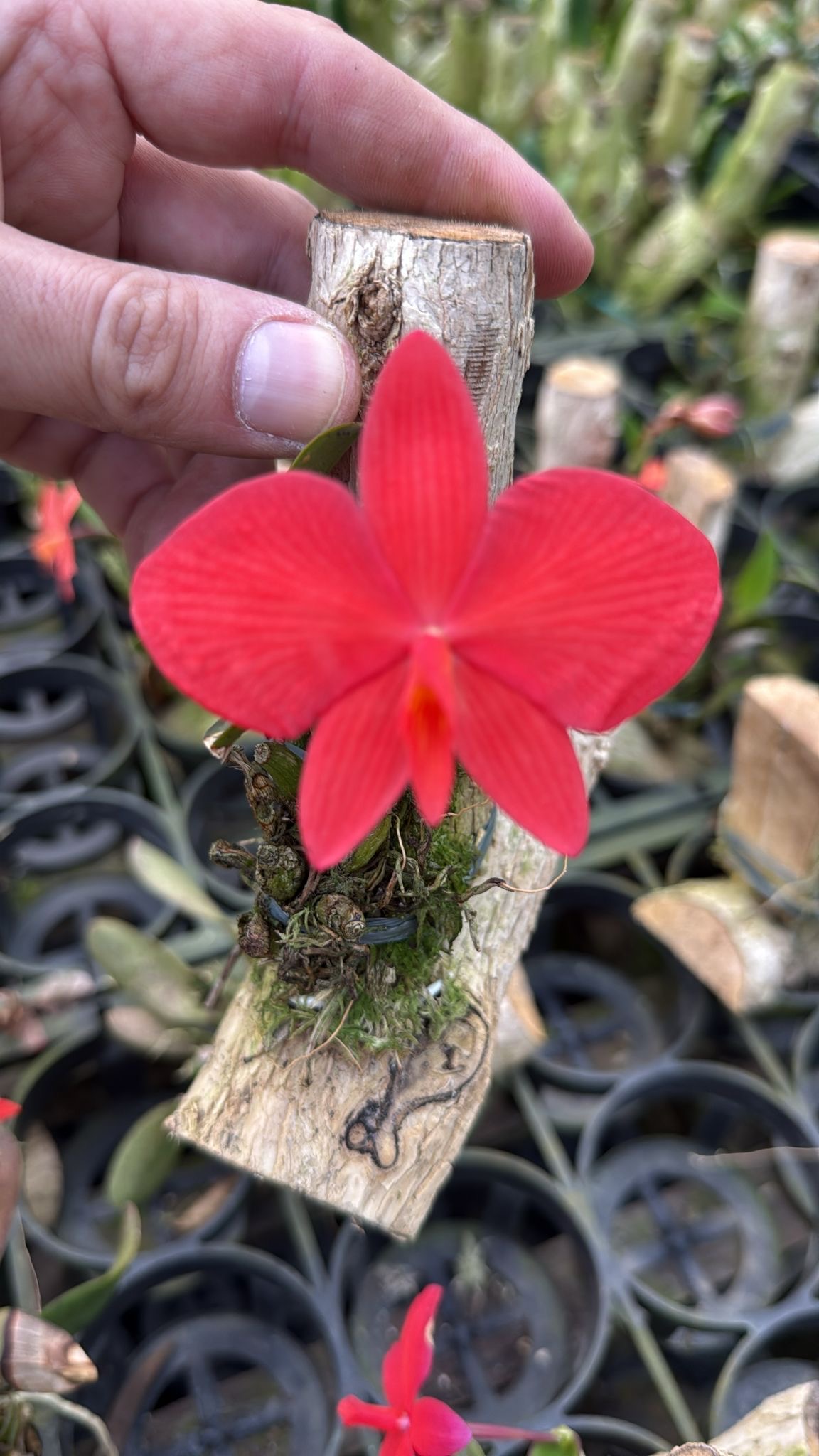 Sophronitis brevipenduculata (Big Flower Type)