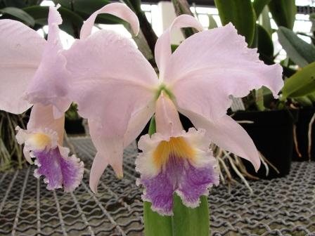 Cattleya labiata var. Coerulea