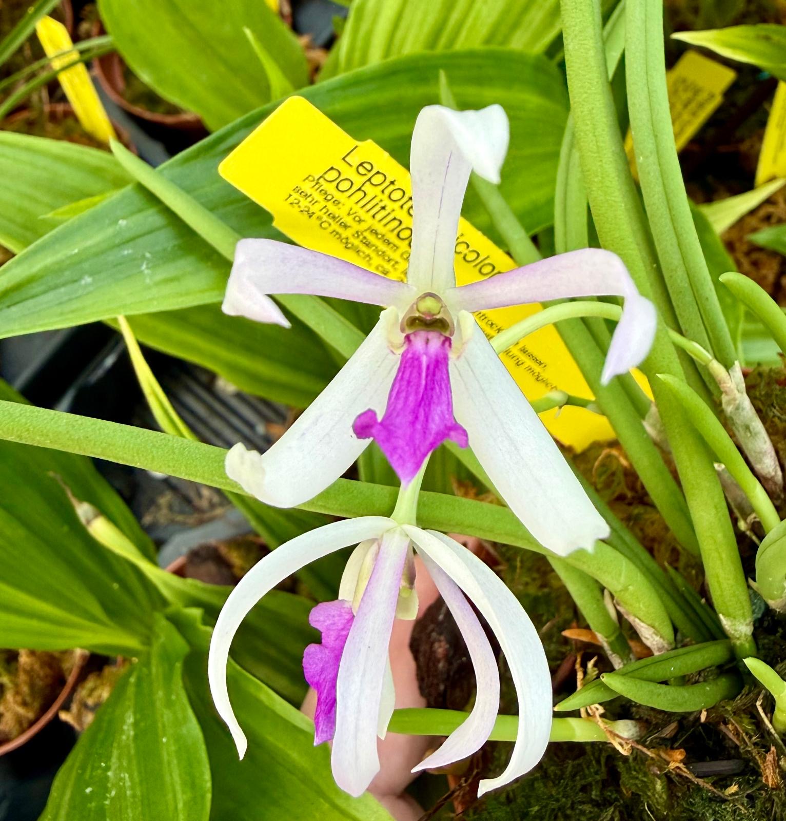 Leptotes bicolor x pohlitinocoi
