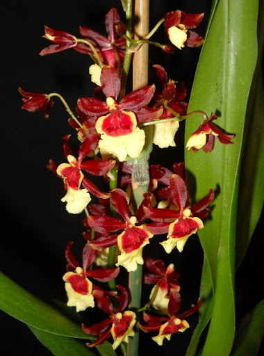 Oncidium Hula Halau "Volcano Queen"