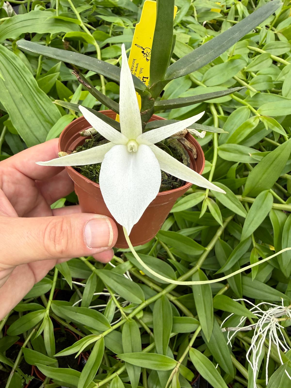Angraecum didieri
