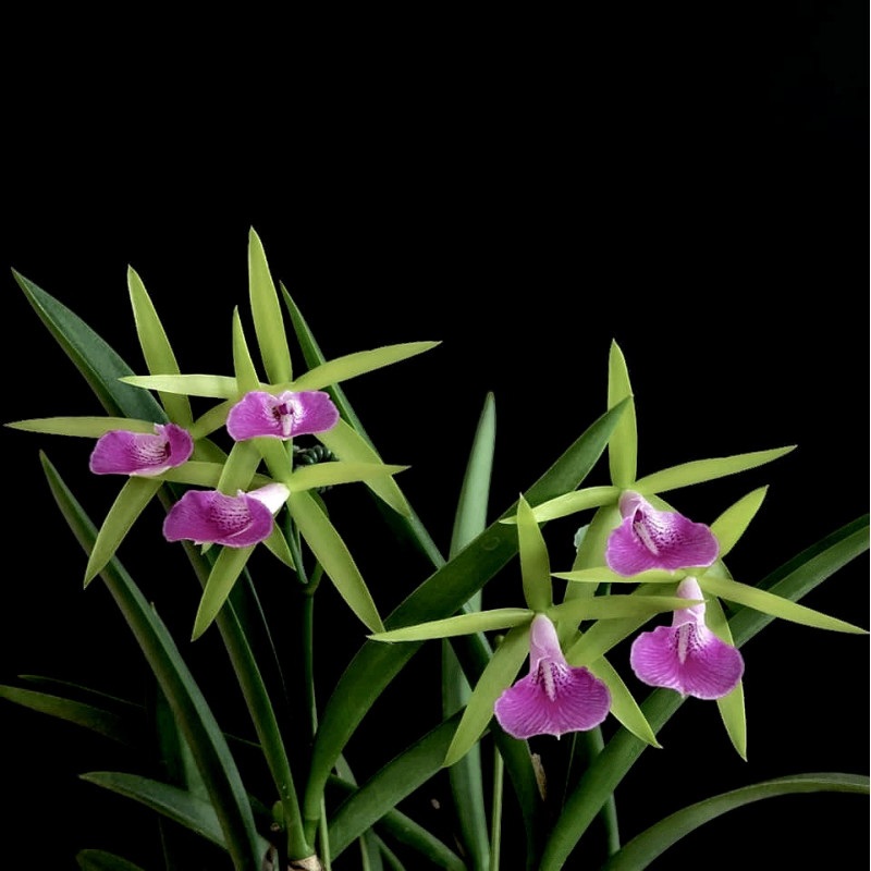 Bc. Gulfshore´s Beauty "Torino" BM/JOGA