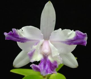 Cattleya intermedia Aquinii var. coerulea
