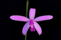 Laelia pabstii