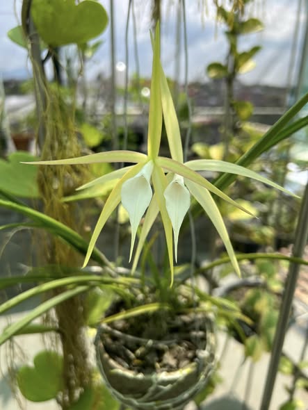 Bc. Gulfshore Beauty "Torino" x cucullata