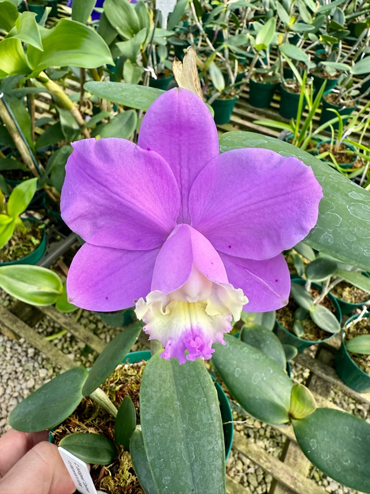 Cattleya loddigesii ("Caliman" x "Especial")