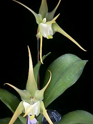 Aeranthes grandiflora