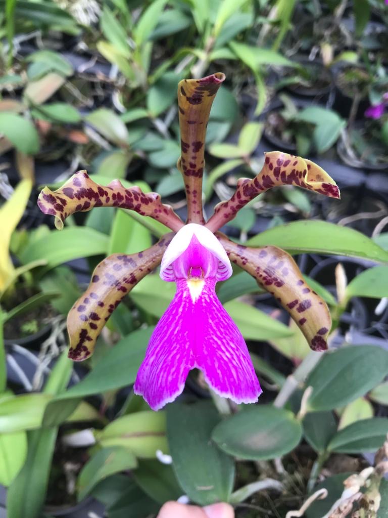 Cattleya Peckhaviensis