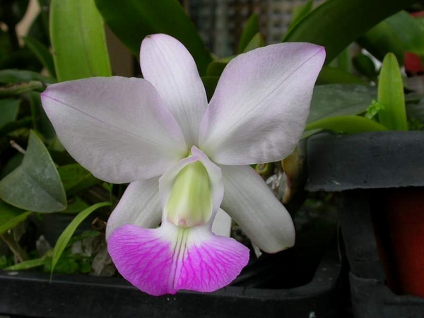 Cattleya walkeriana var. Semi Alba