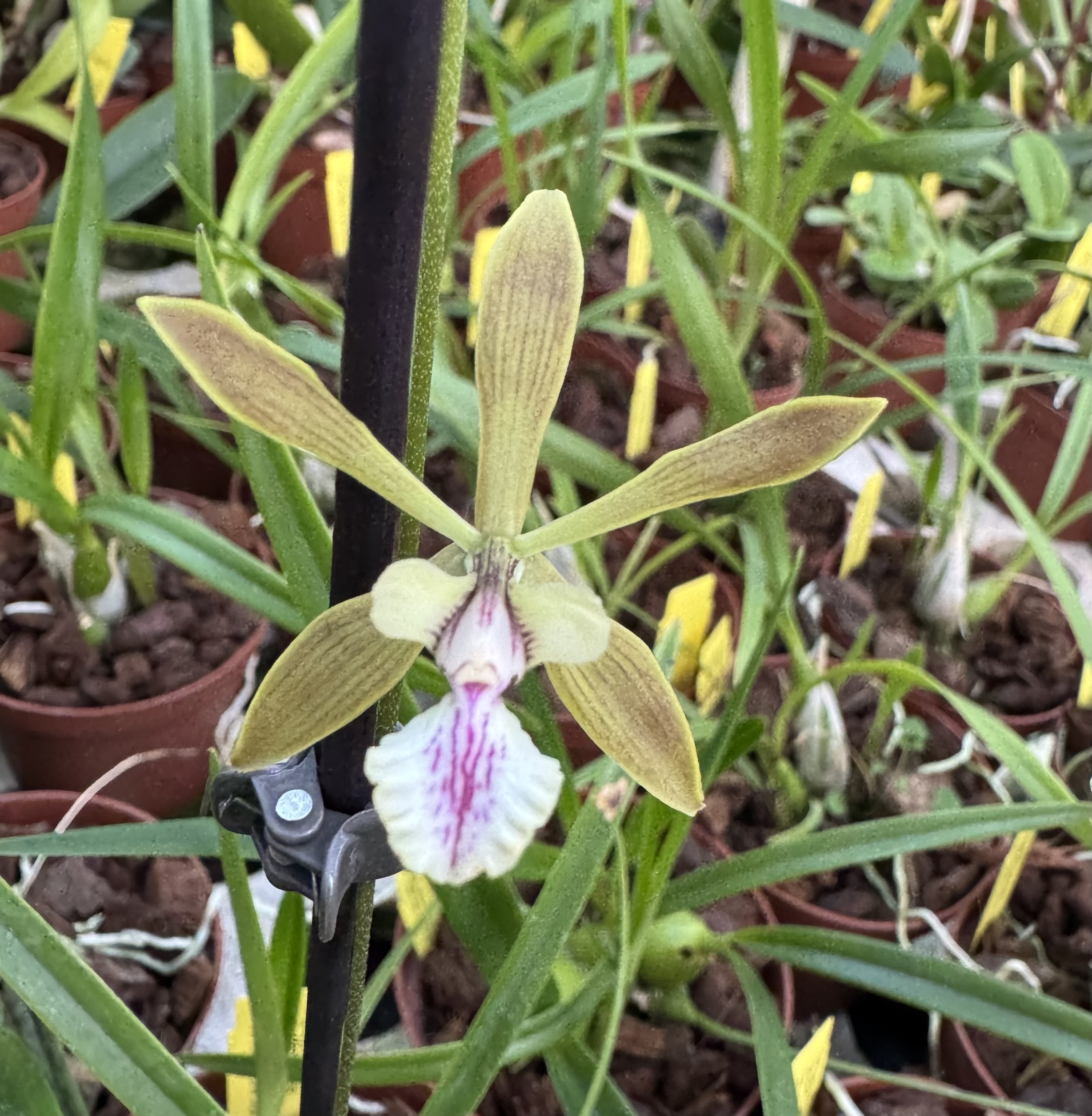 Encyclia guatemalensis