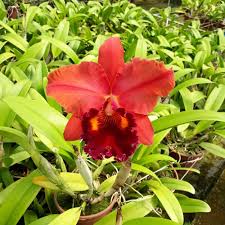 Blc. Lina Costa "Suzuki"