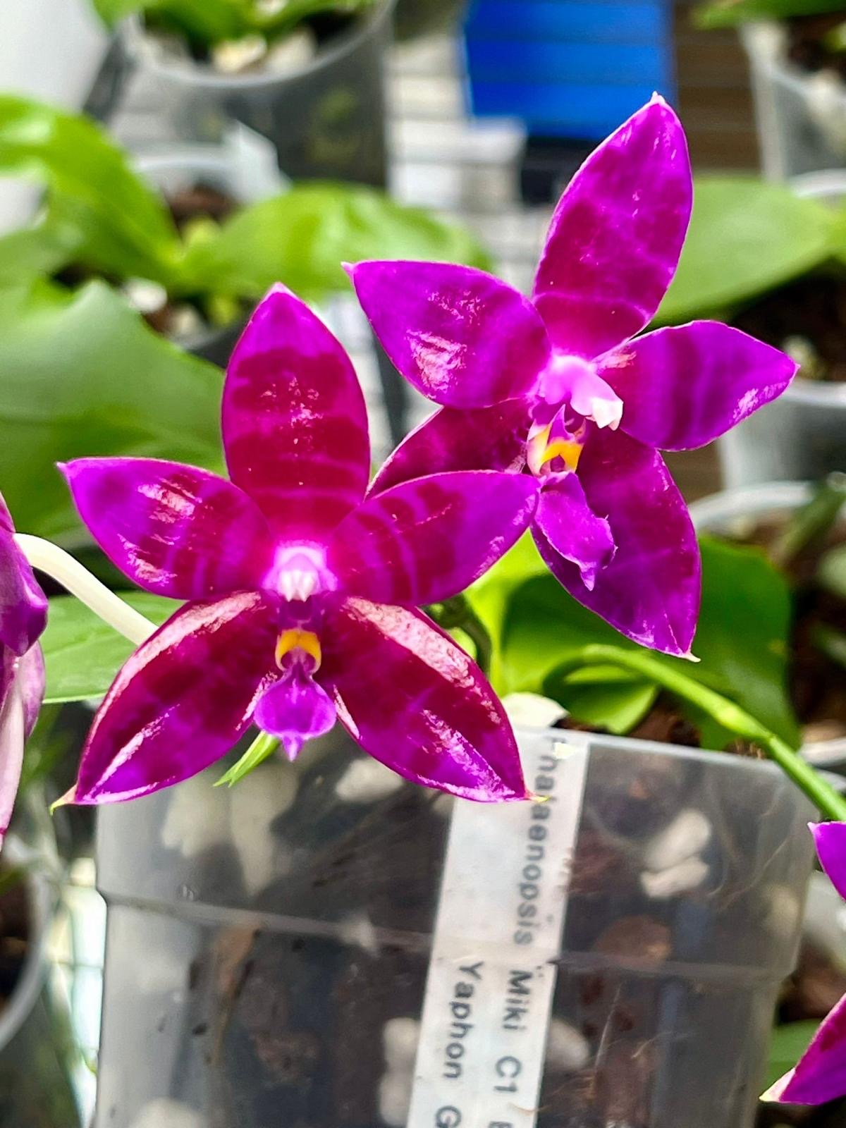 Phalaenopsis OH Pink Obsession "OH" SM/DOG