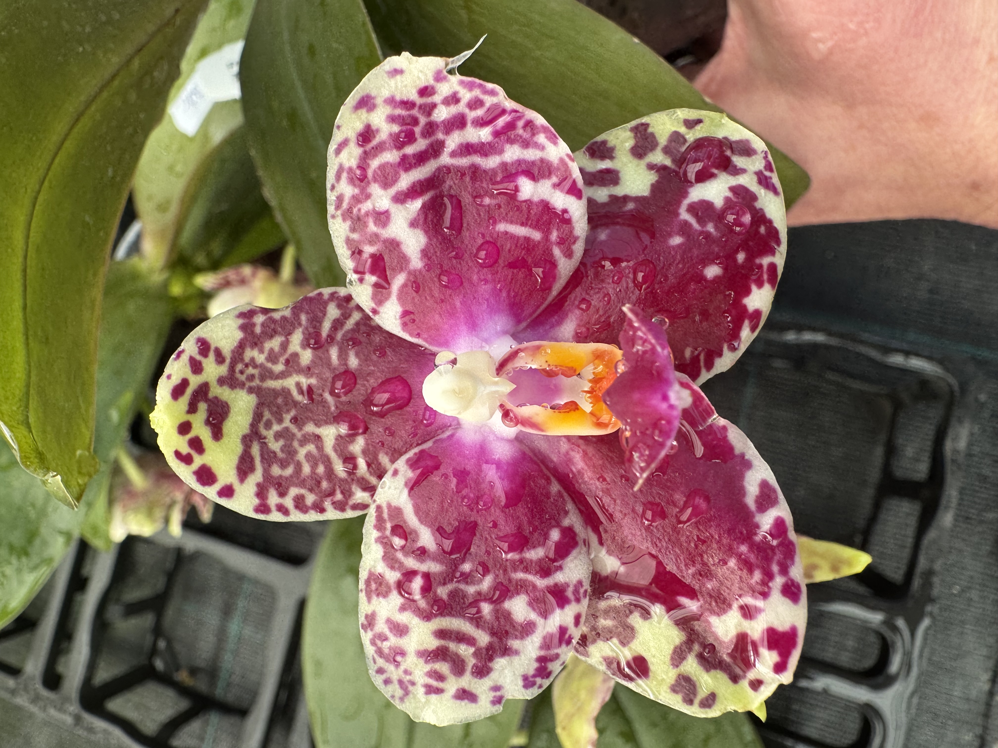 Phalaenopsis Sogo Lobby