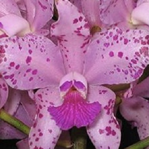 Cattleya amethystoglossa "Orchidglade" x labelao