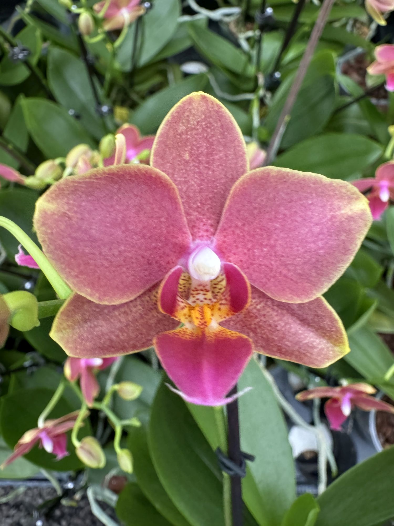 Phalaenopsis Allura "Songbird"