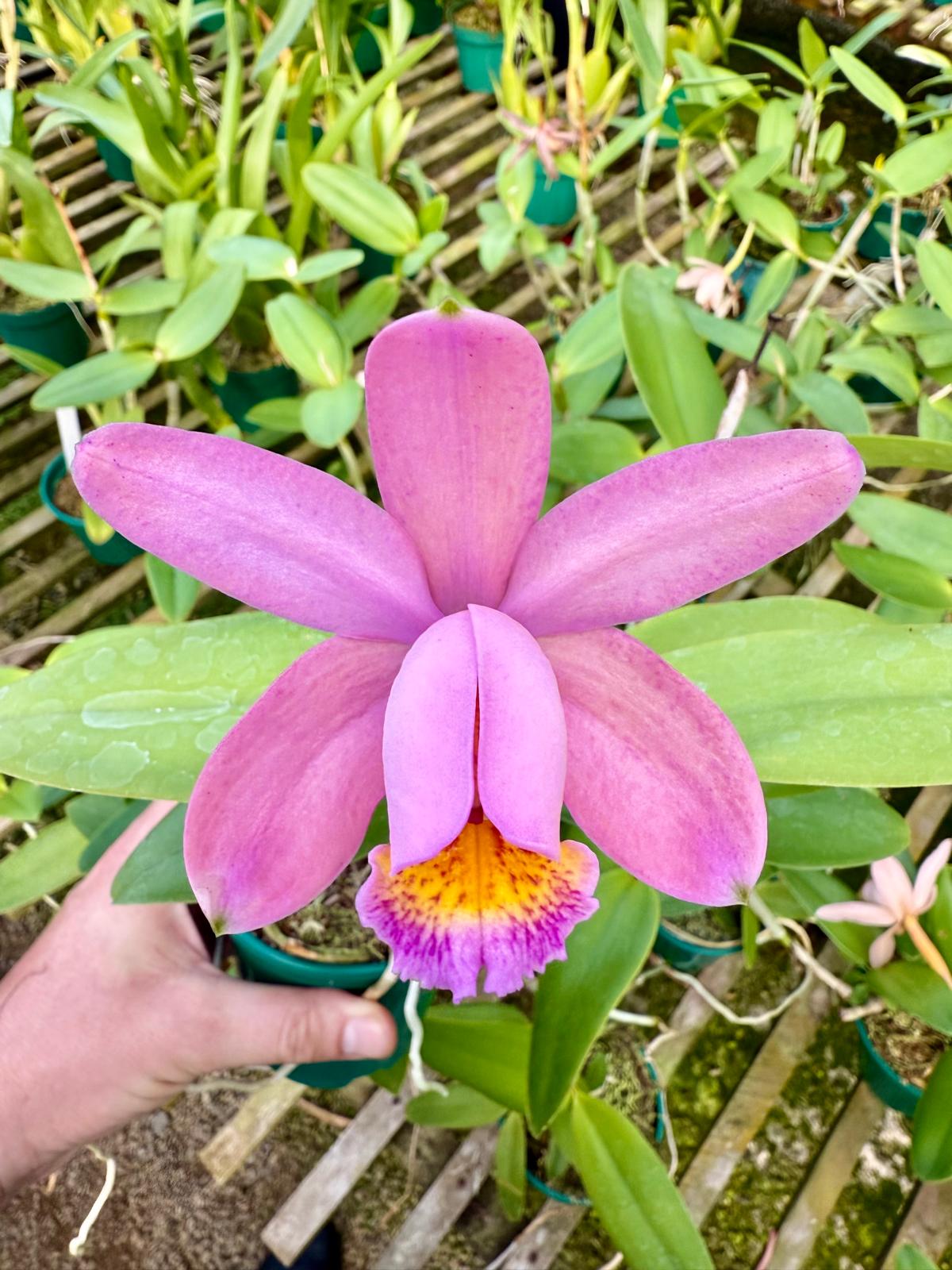 Cattleya Venosa