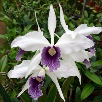 Laelia purpurata var. Werkhaeuseri