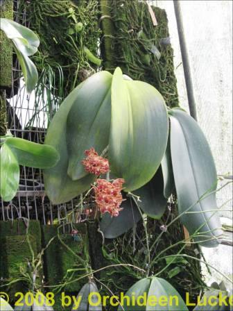 Phalaenopsis gigantea