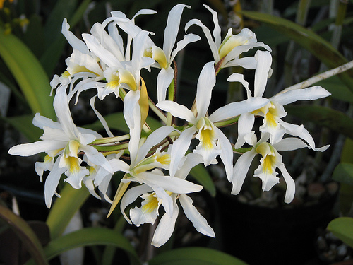 Laelia (Schomburgkia) superbiens var. Alba 