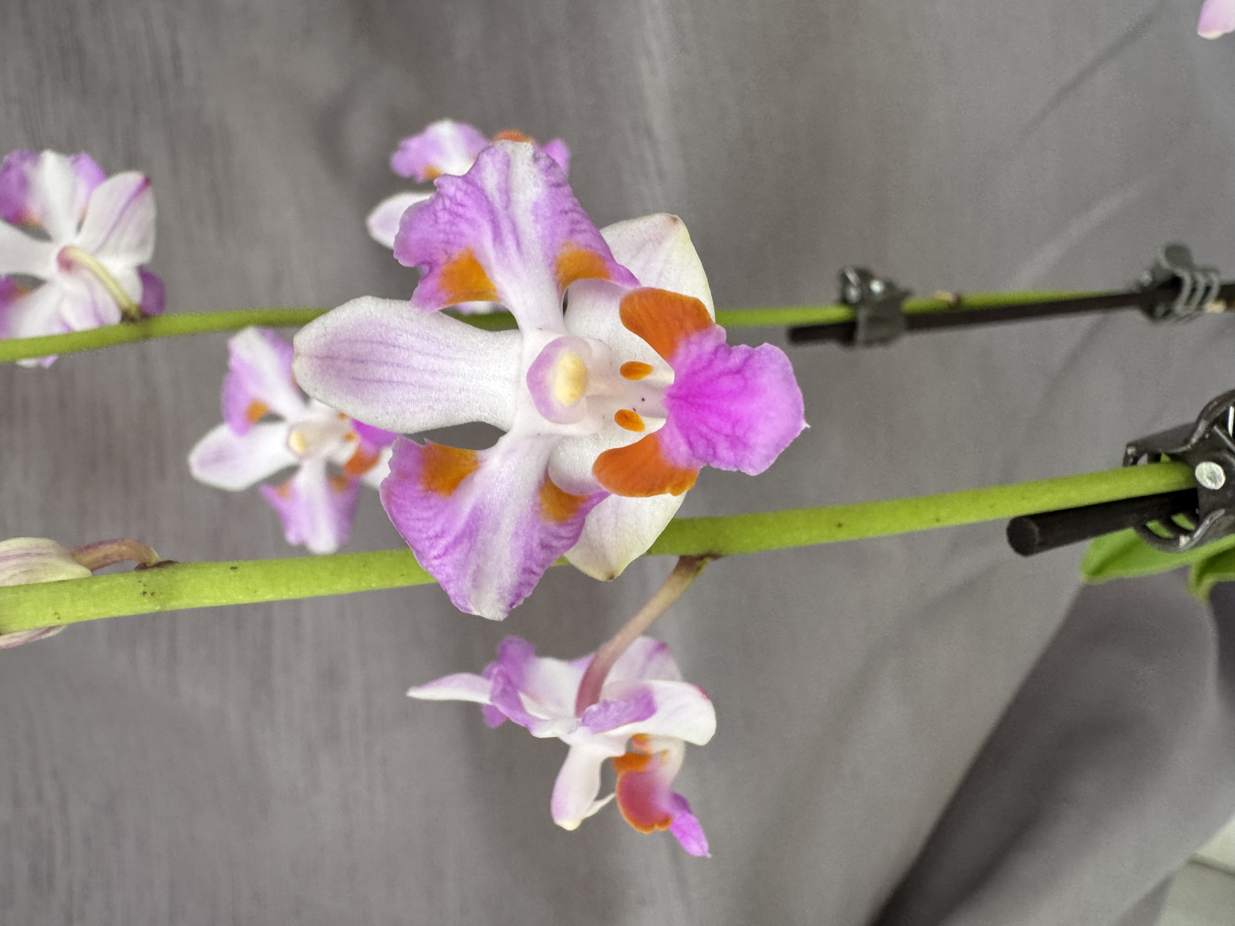 Phalaenopsis pulcherrima var. Cumporensis