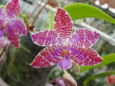 Phalaenopsis lueddemanniana "Woodlawn" x "Mindanao"