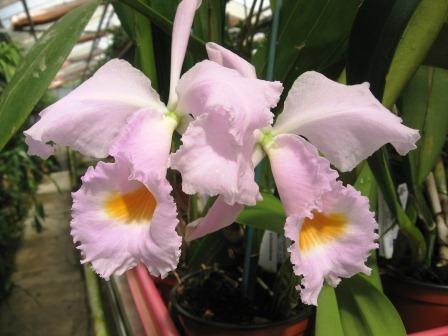 Cattleya schroederae "Popayan"