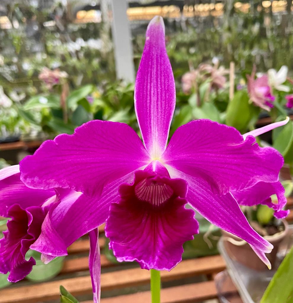 Laelia purpurata var. Sanguinea