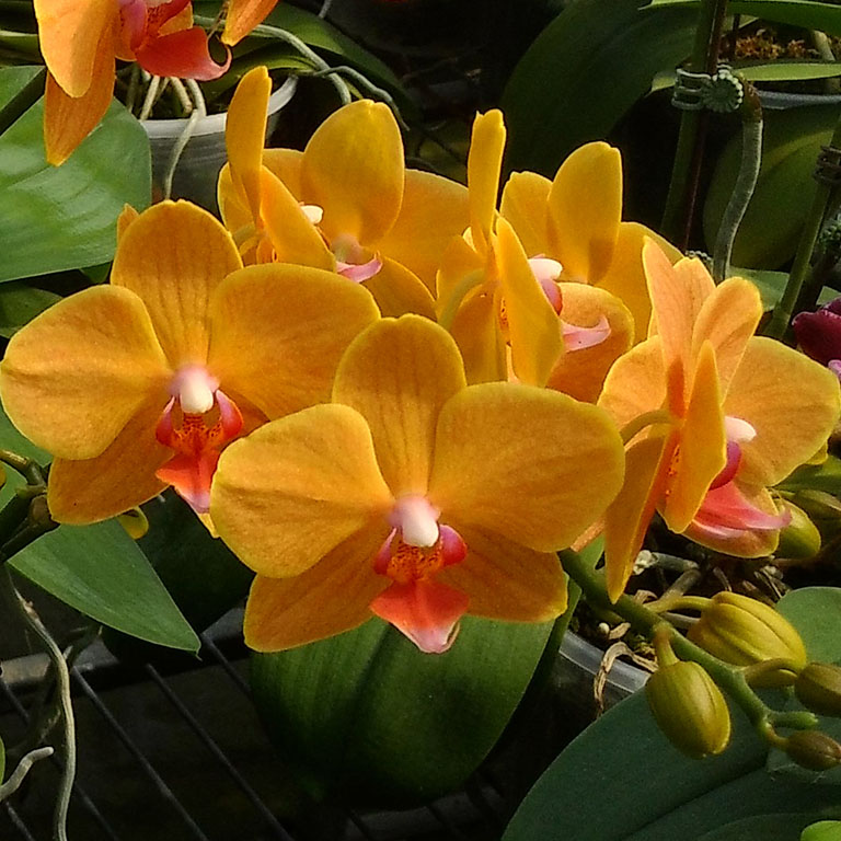 Phalaenopsis Allura "Apollo"