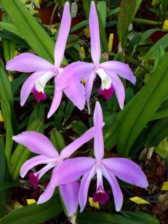 Laelia perrinii var. Tipo "AWZ" x self