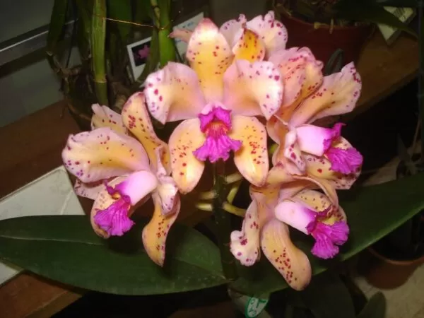 Cattleya amethystoglossa var. Aurea (Escura x Clara)