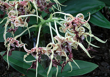 Dendrobium spectabile