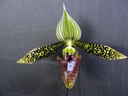 Paphiopedilum sukhakulii x wardii