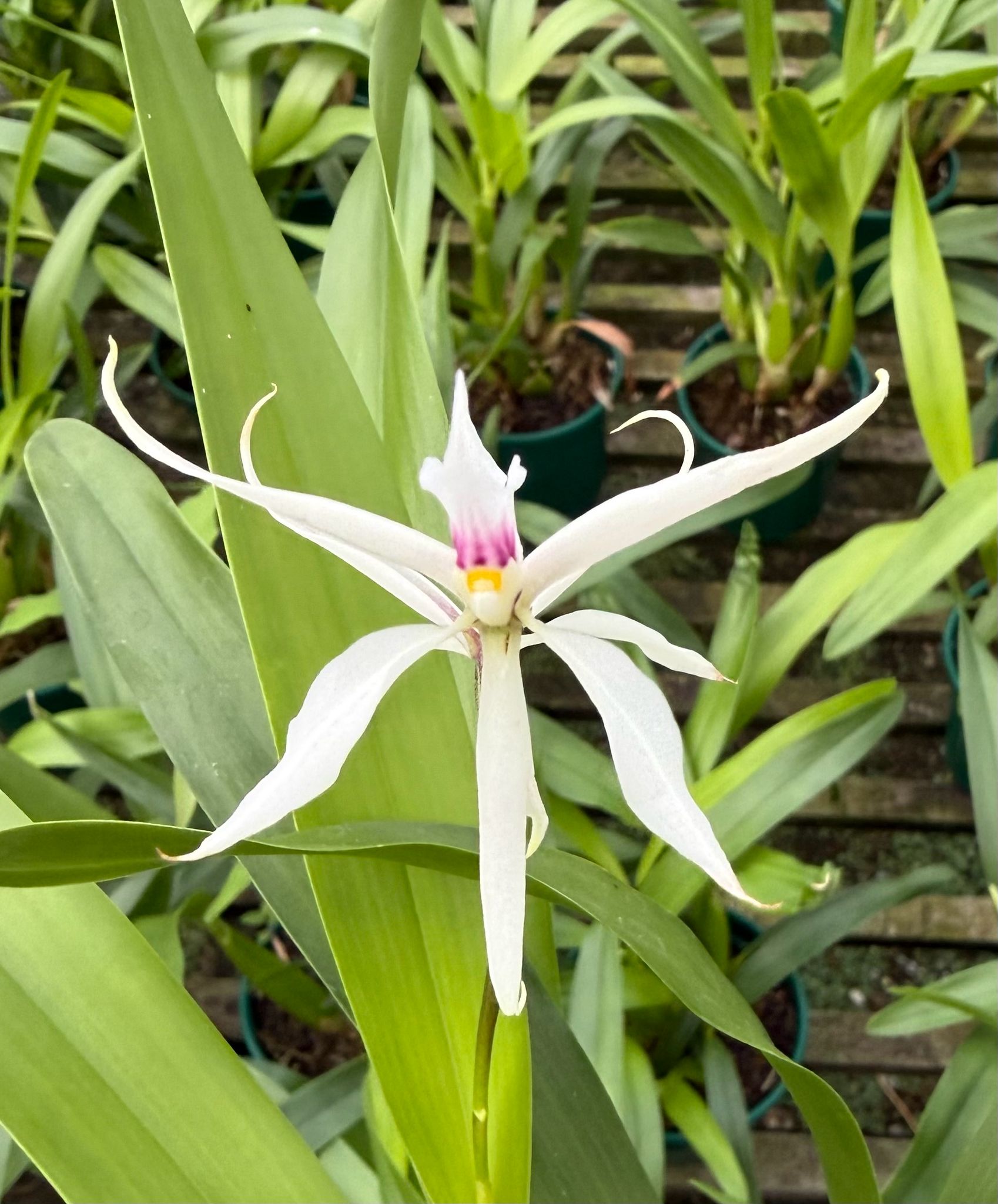 Prostechea bulbosa