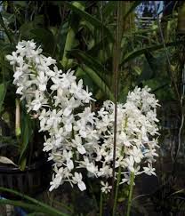 Seidenfadenia mitrata var. Alba