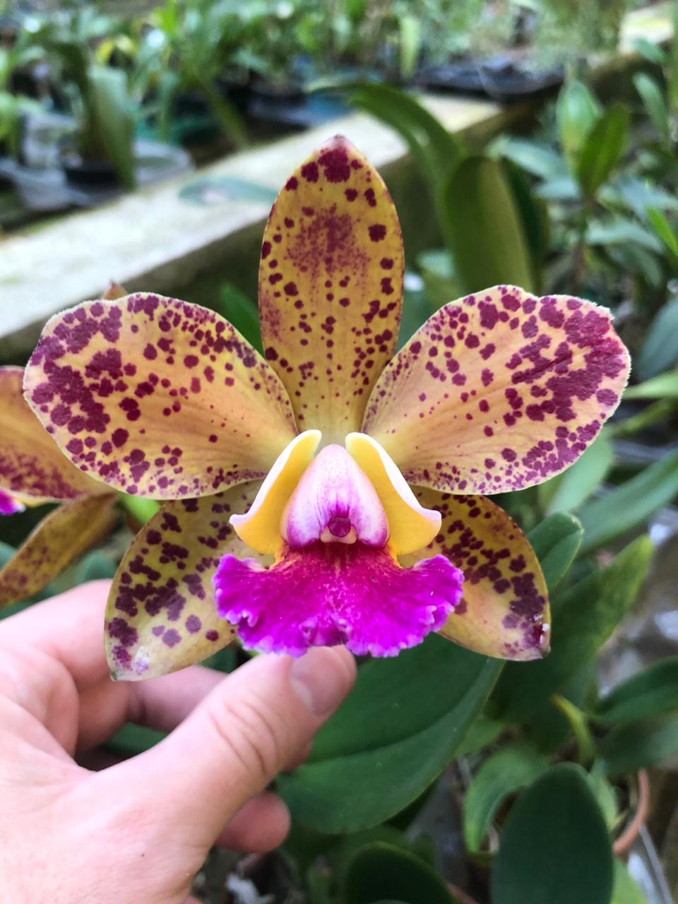Blc. Durigan "Aphrodite"