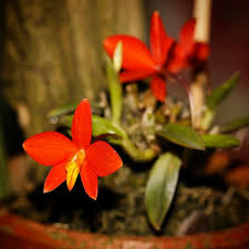 Sophronitis riograndensis x Laelia briegeri