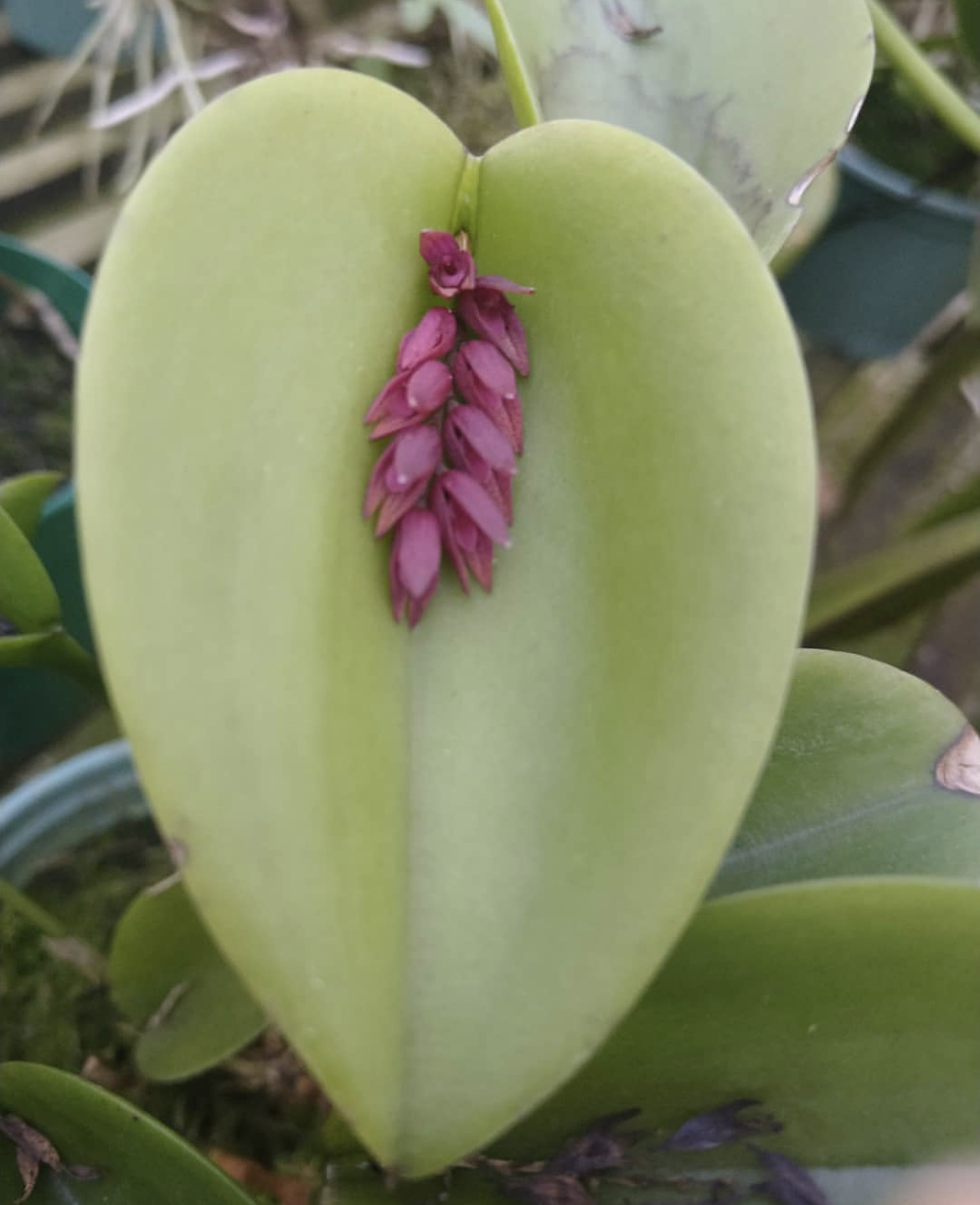Pleurothallis (Acianthera) hamosa
