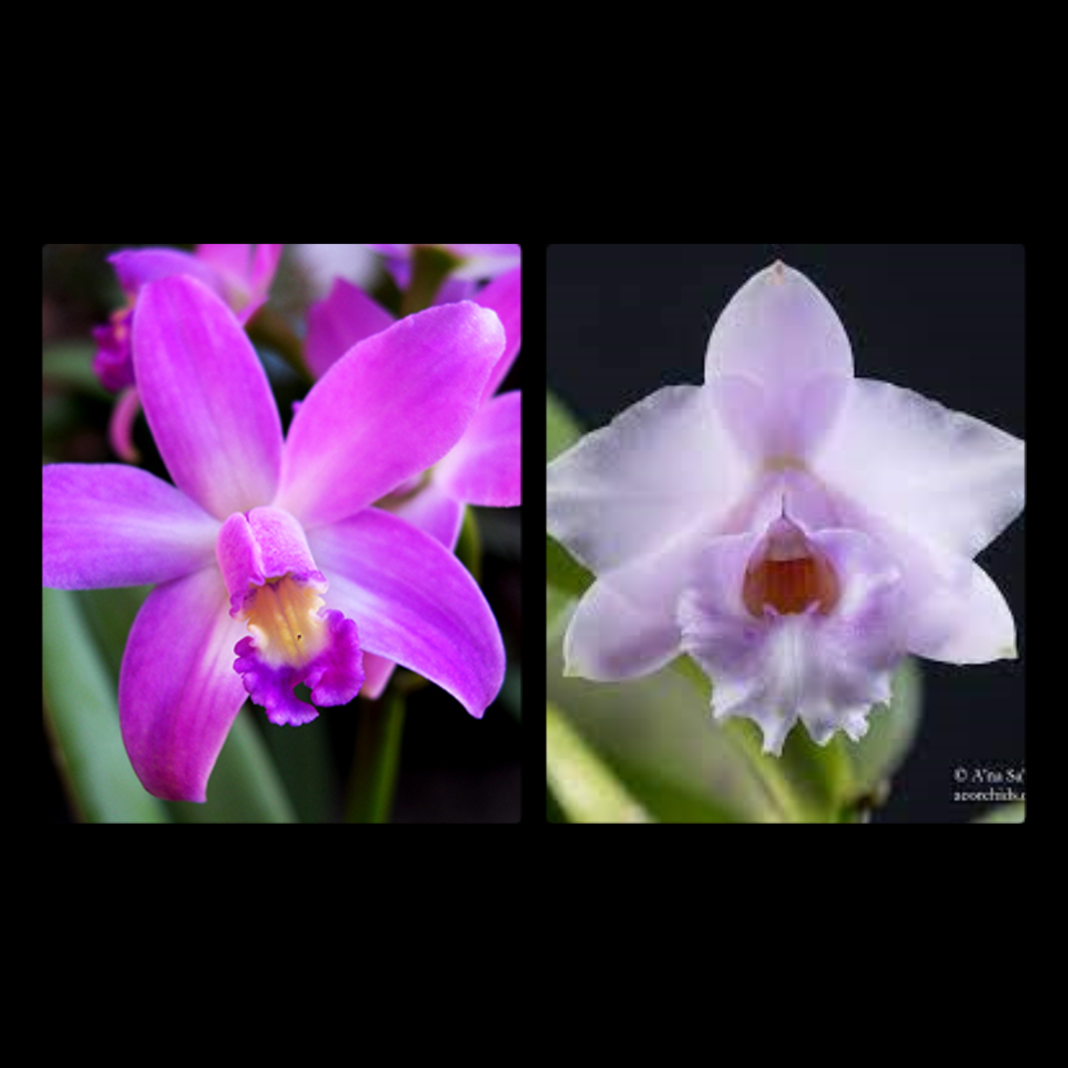 Laelia rupestris x alaorii
