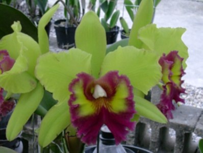 Blc. Young Kong "Sun #16" HCC/AOS