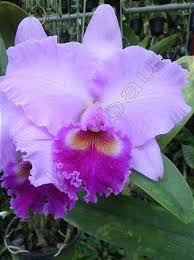 Blc. (Rlc.) Turandot "Araraquara"