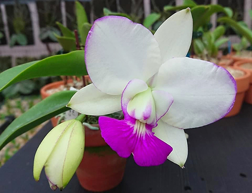 Cattleya walkeriana var. Semi Alba ("Orlando Mazato" x "Puanini")