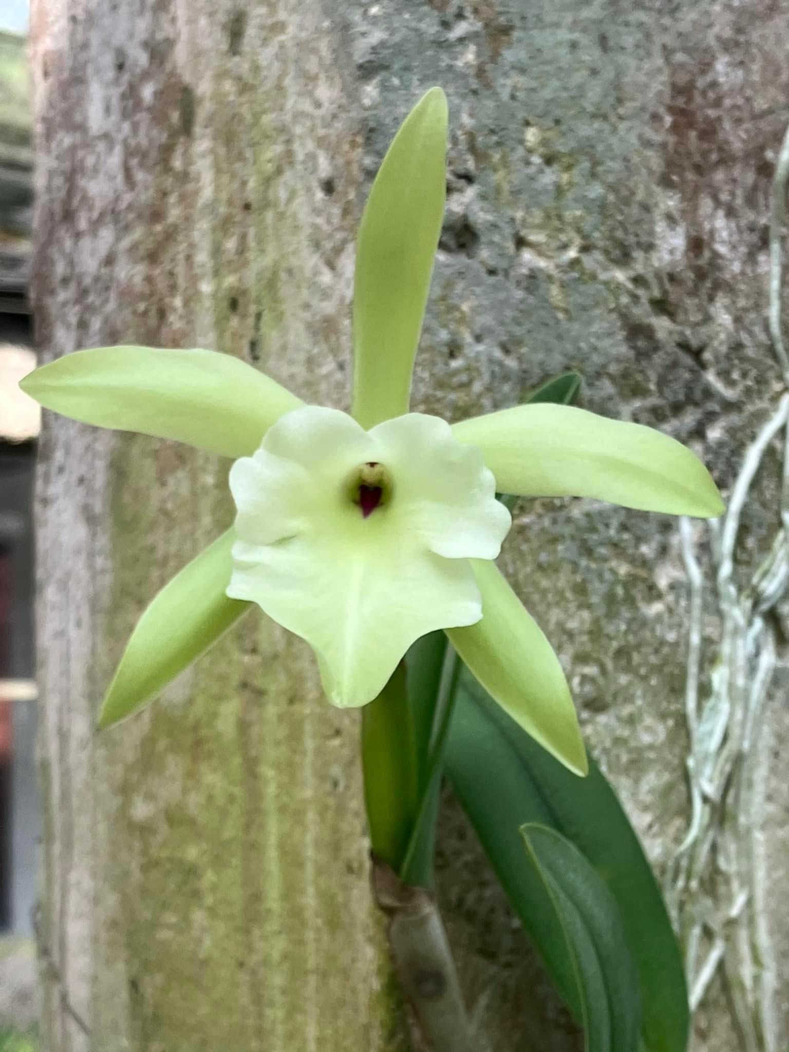 Brassavola glauca