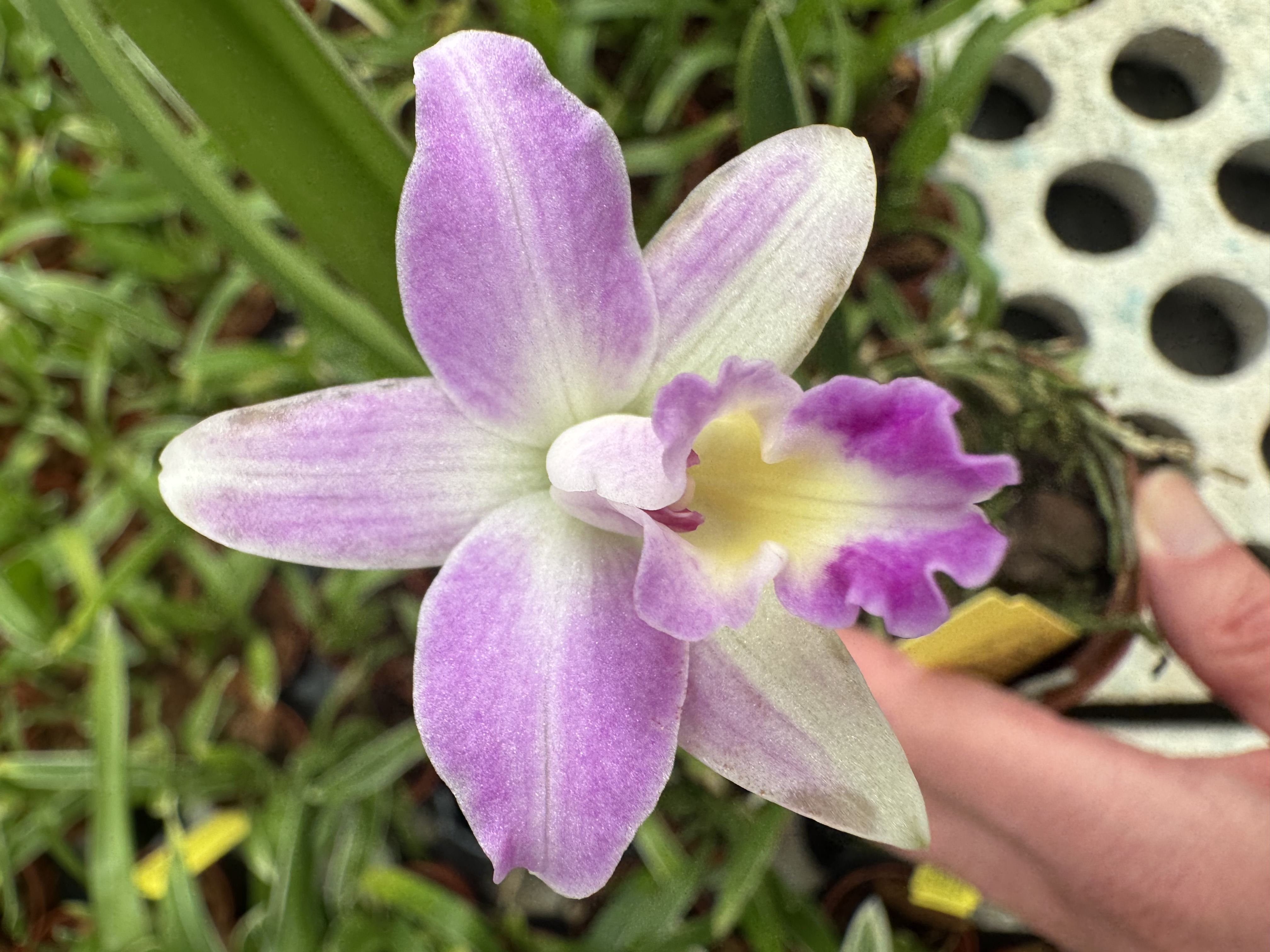 Laelia rupestris x alaorii