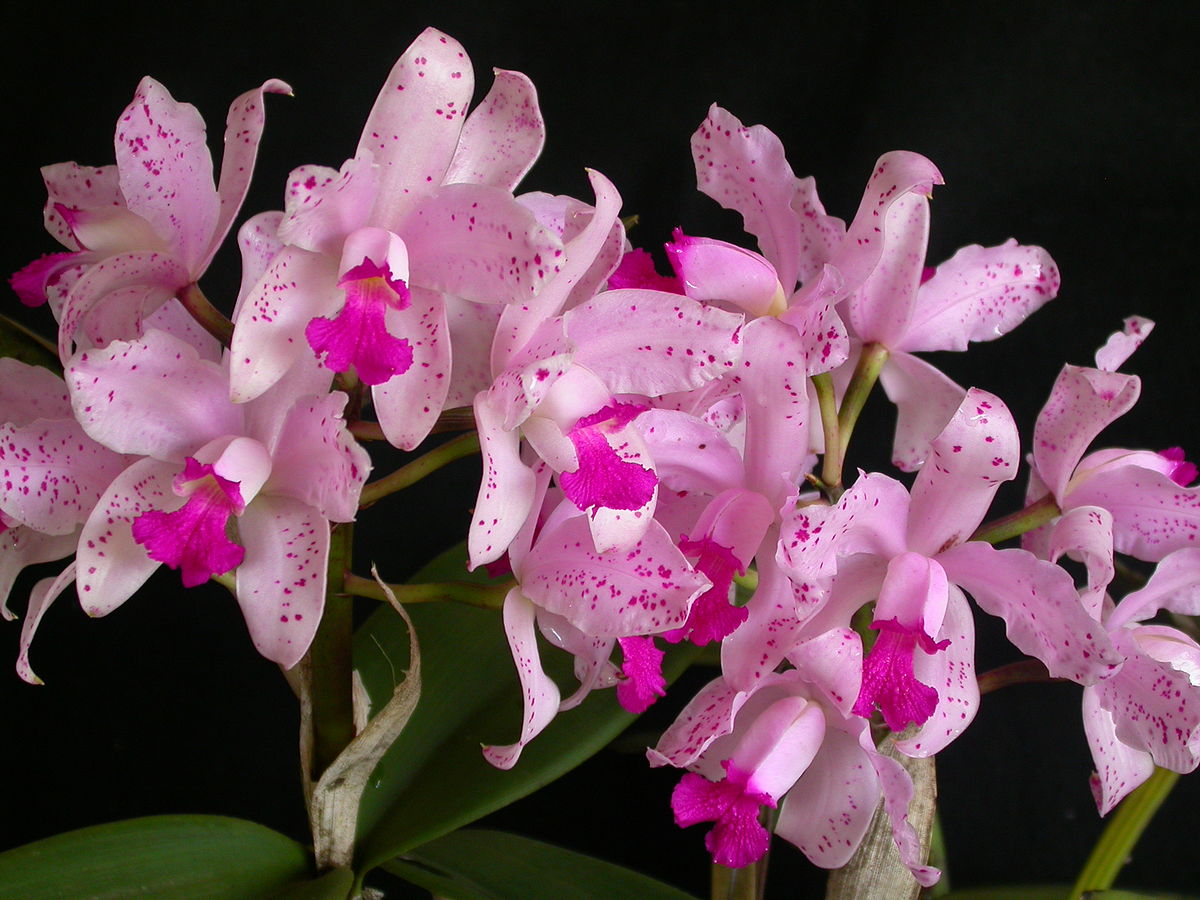Cattleya amethystoglossa "Dodo"