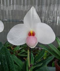 Paphiopedilum Joyce Hasegawa